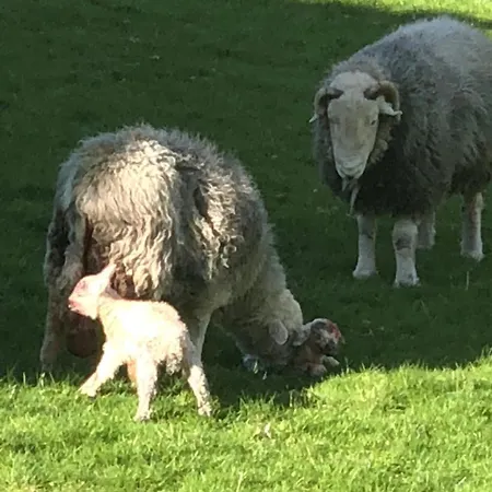 The White Lion Penrith